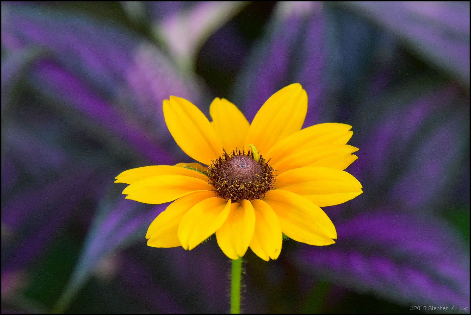 Nikon D750 sample photo. Black eyed susan photography