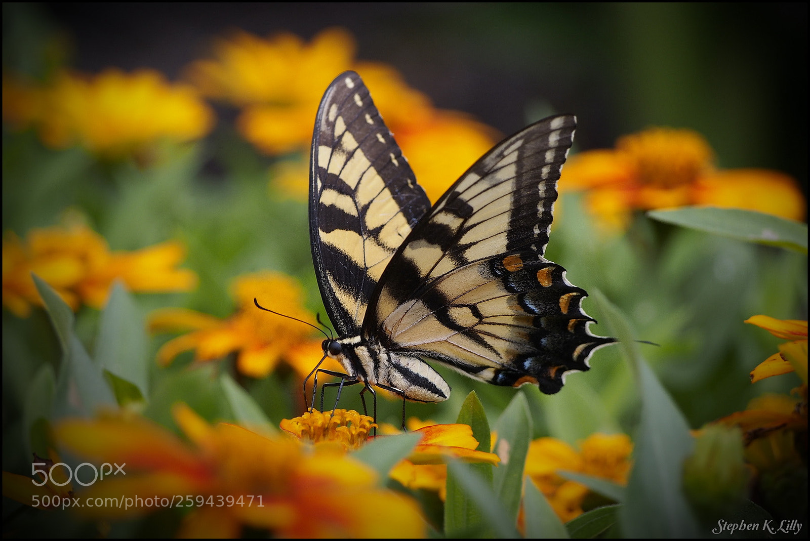 Olympus OM-D E-M5 sample photo. Tiger swallowtail photography