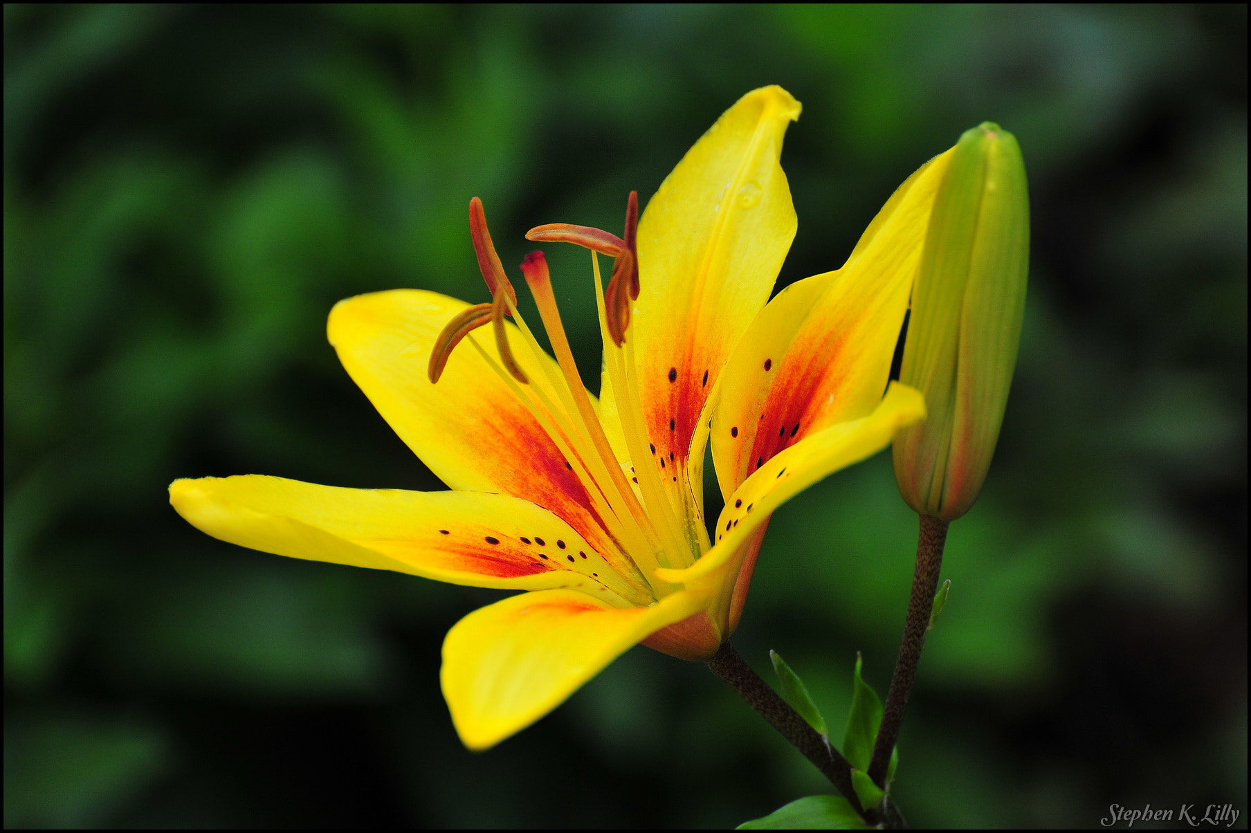 Nikon D300 sample photo. Sklilly photography