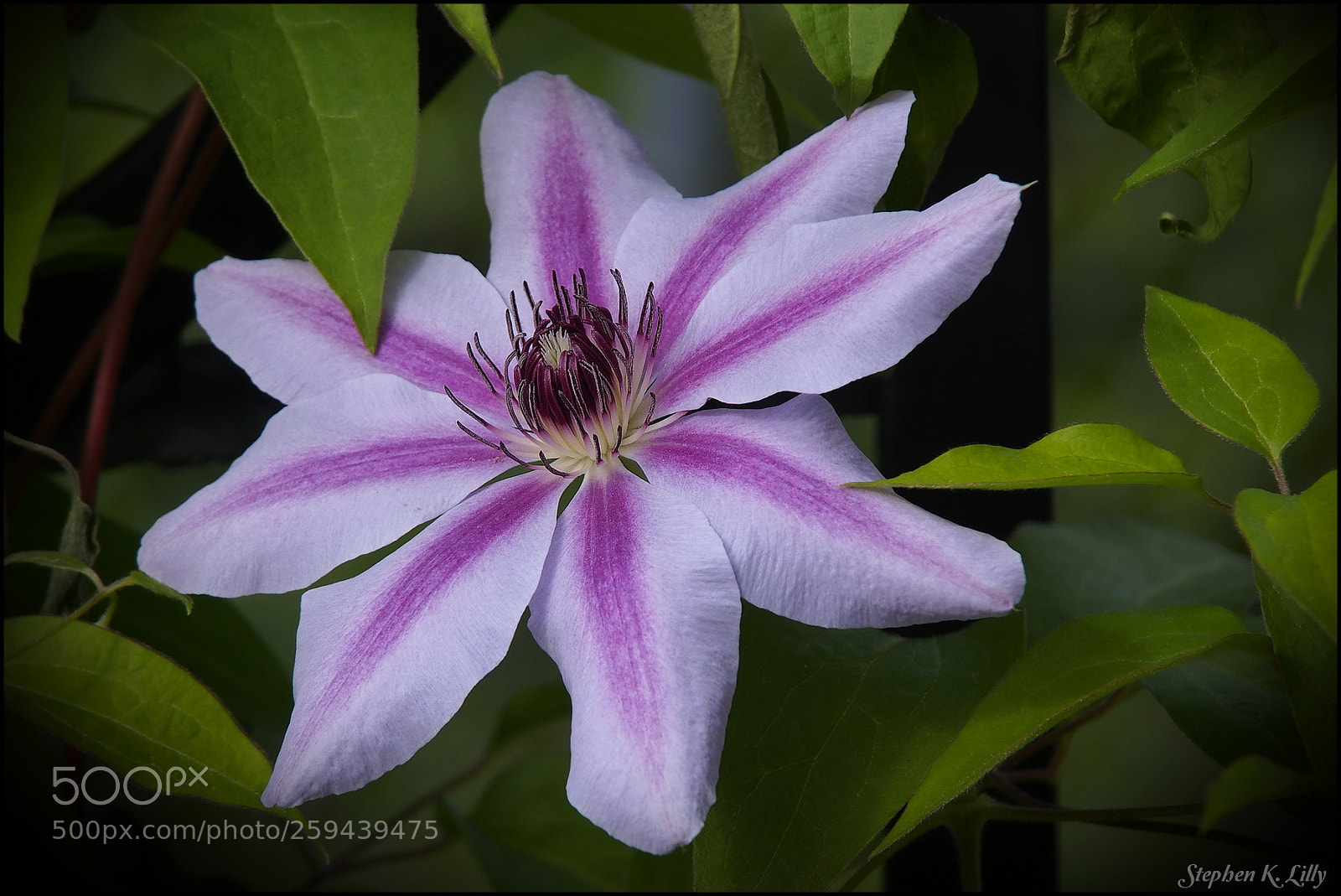 Olympus OM-D E-M5 sample photo. Clematis photography