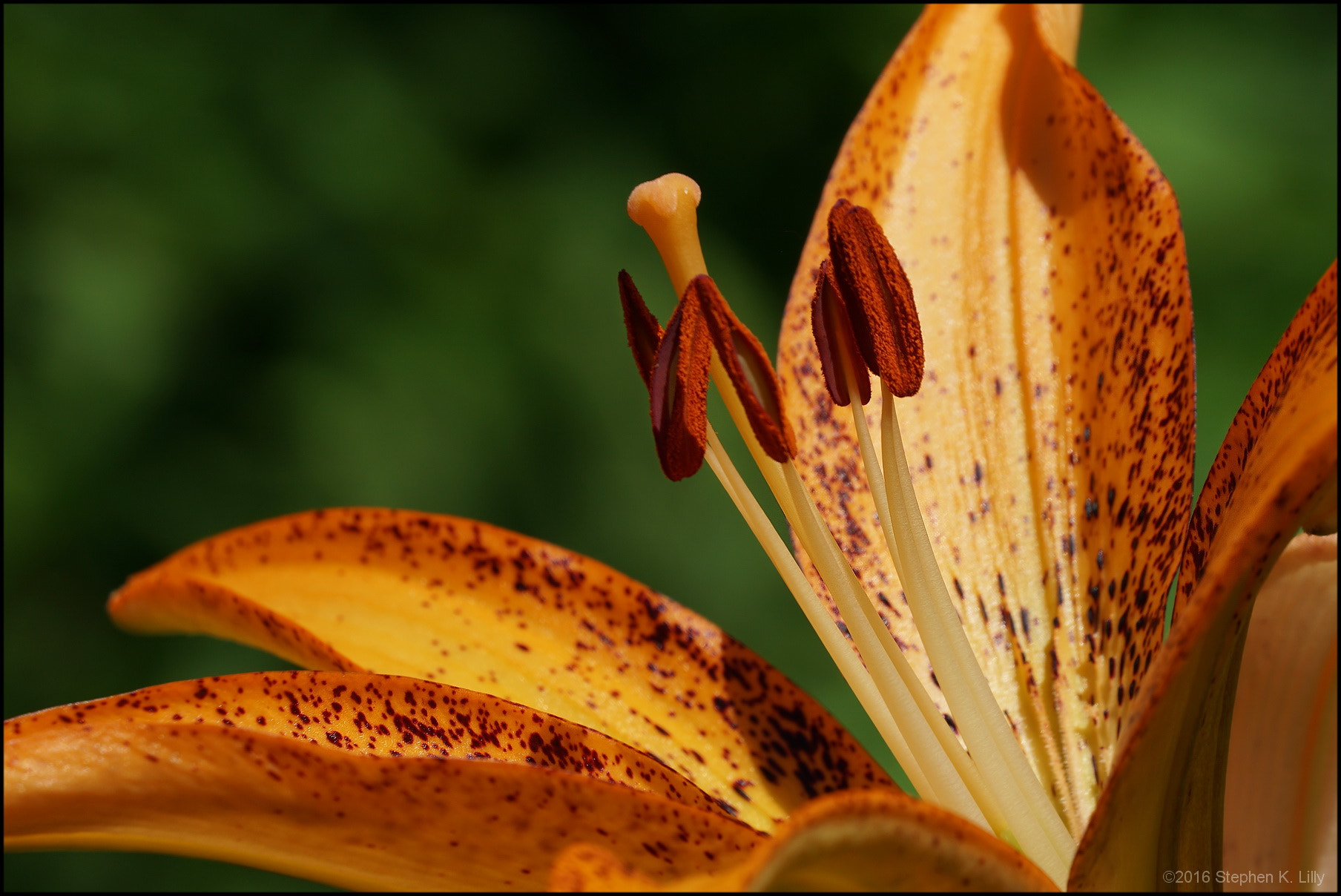 Sony FE 70-300mm F4.5-5.6 G OSS sample photo. Sklilly photography