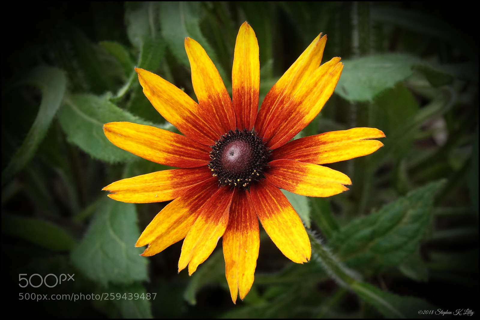 Sony Cyber-shot DSC-RX10 IV sample photo. Black eyed susan photography