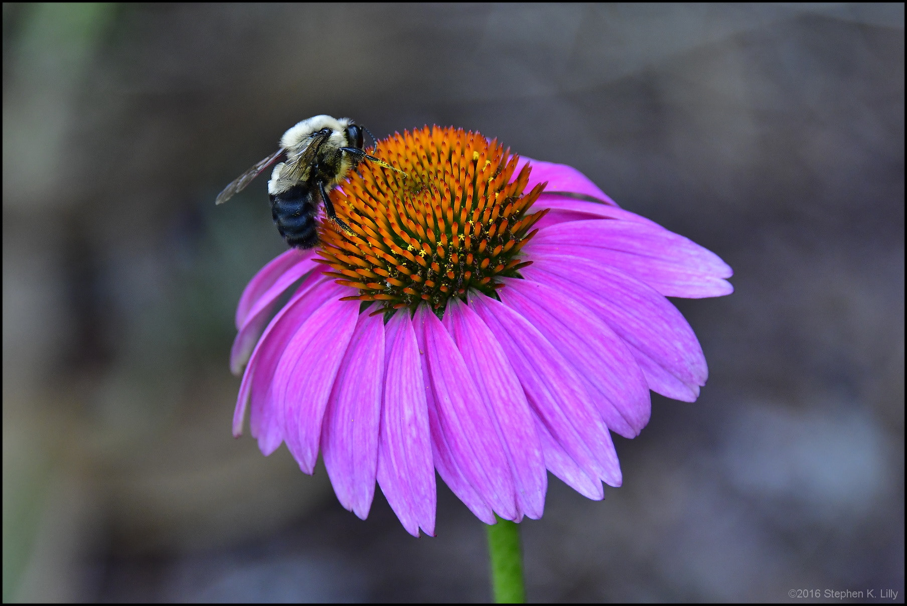 Nikon D500 sample photo. Bee on cone flower photography