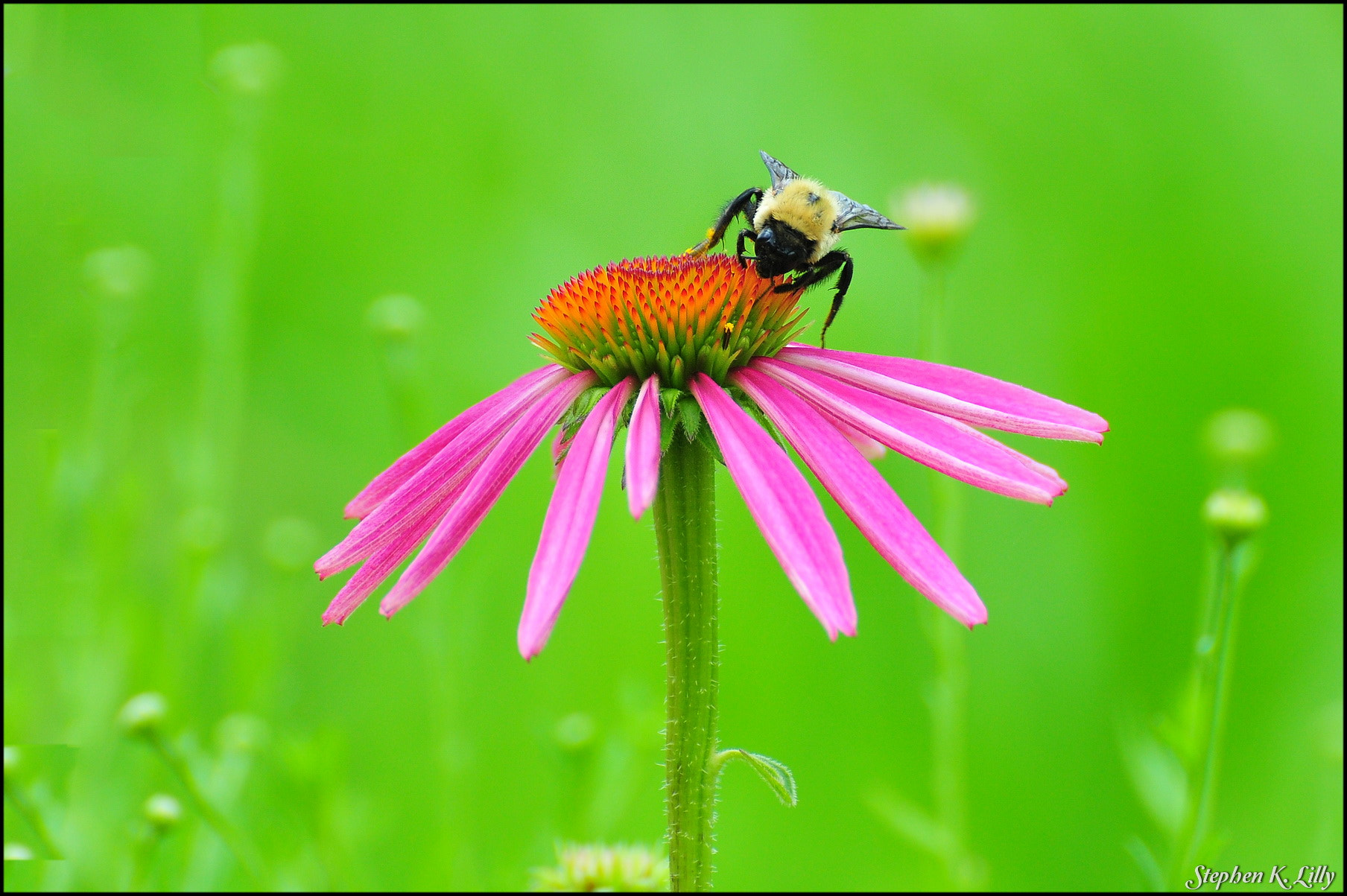 Nikon D300 sample photo. Cone flower photography