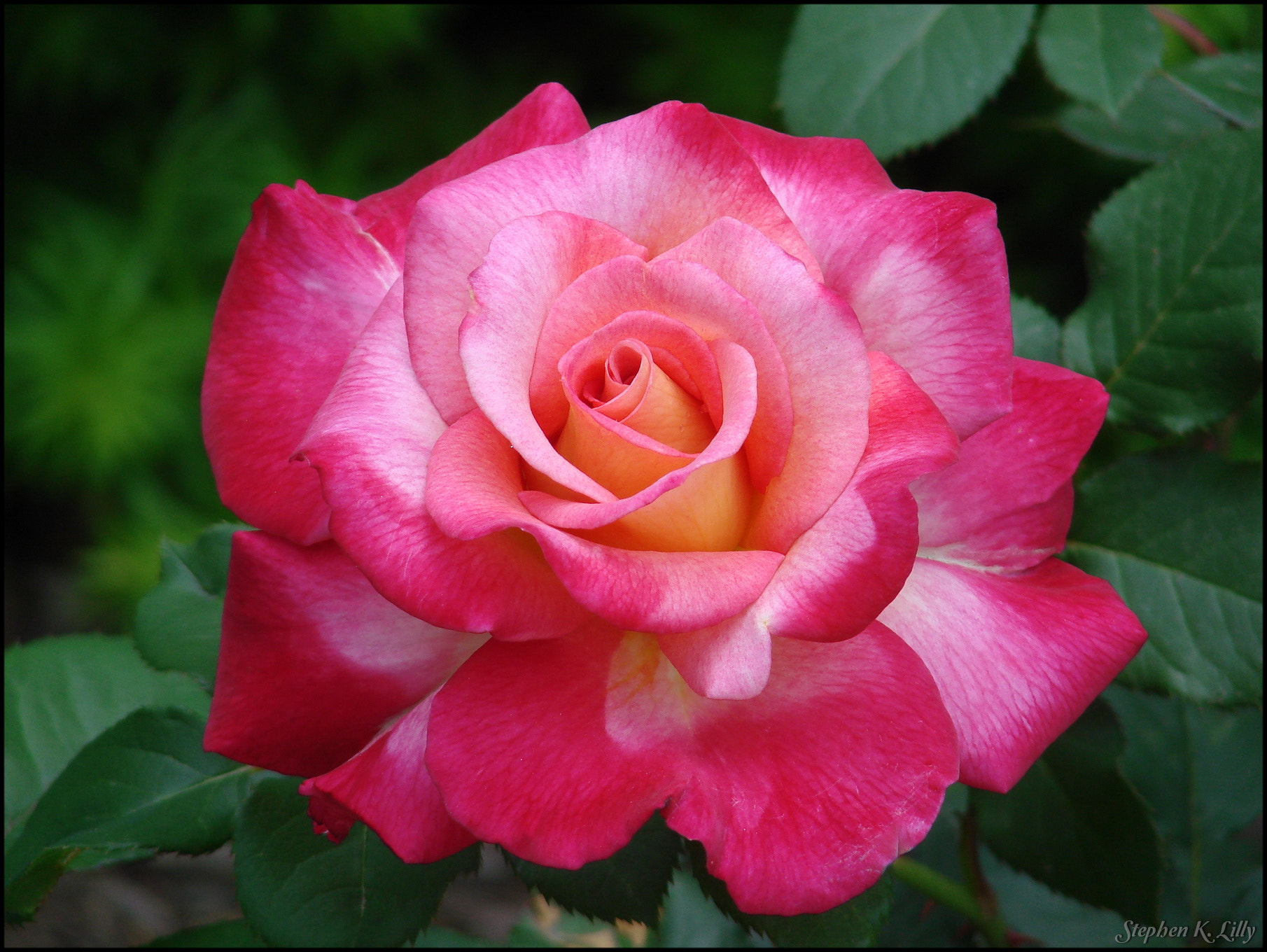 Sony DSC-H5 sample photo. The rose photography