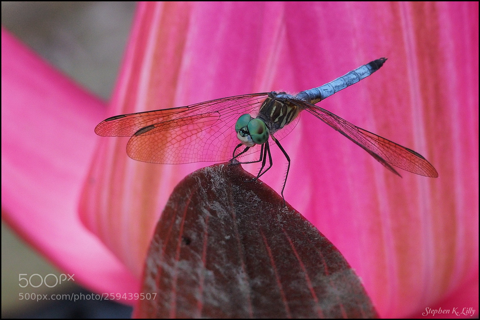 Olympus OM-D E-M5 sample photo. Dragonfly on lily photography