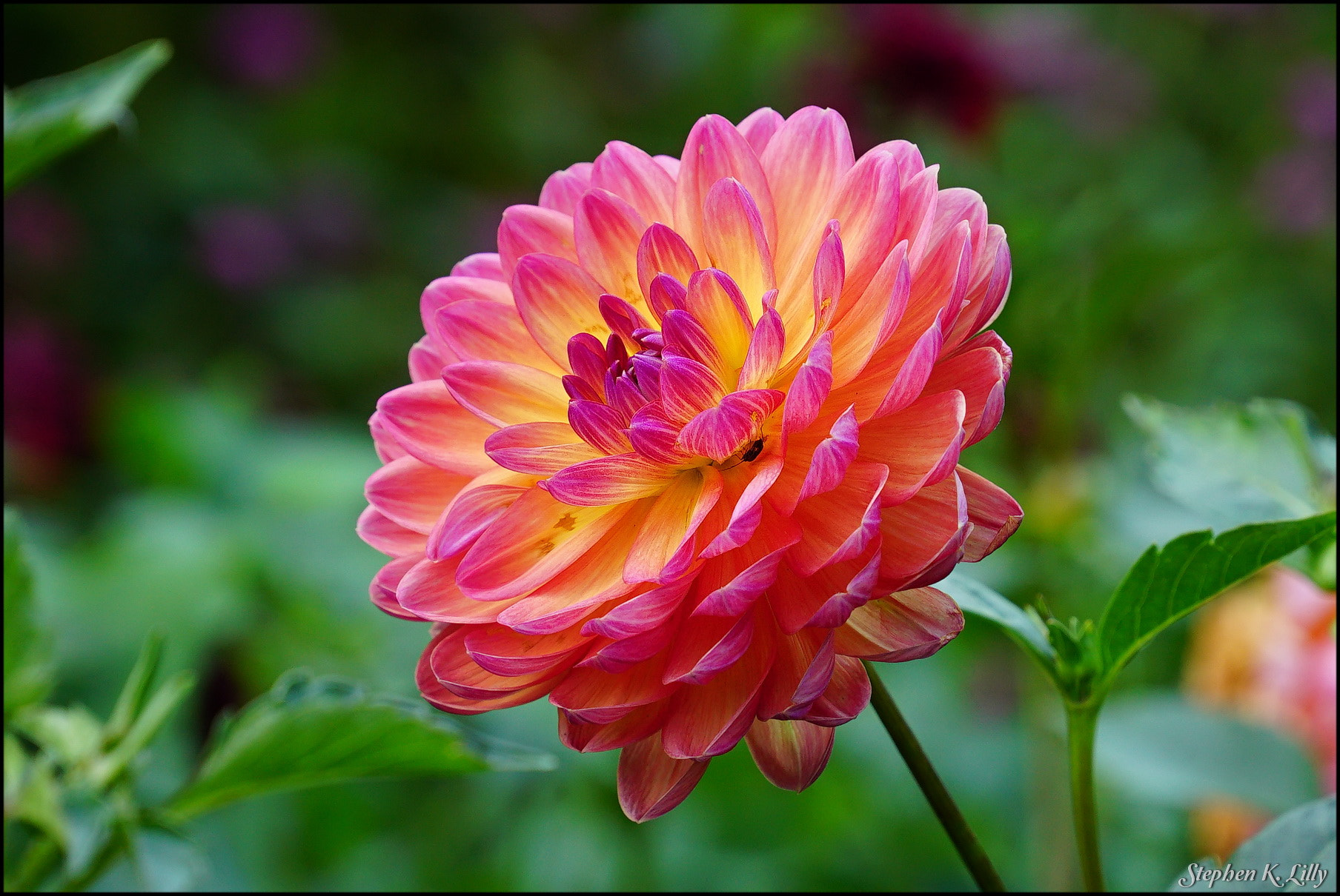 Sony a7S sample photo. Sklilly photography