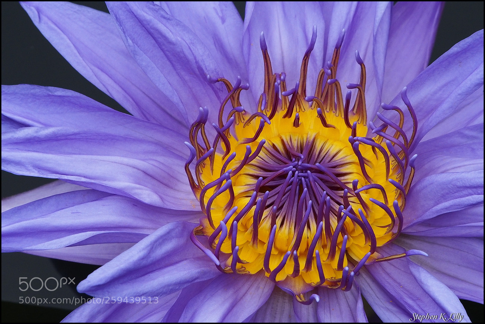 Olympus OM-D E-M5 sample photo. Water lily closeup photography