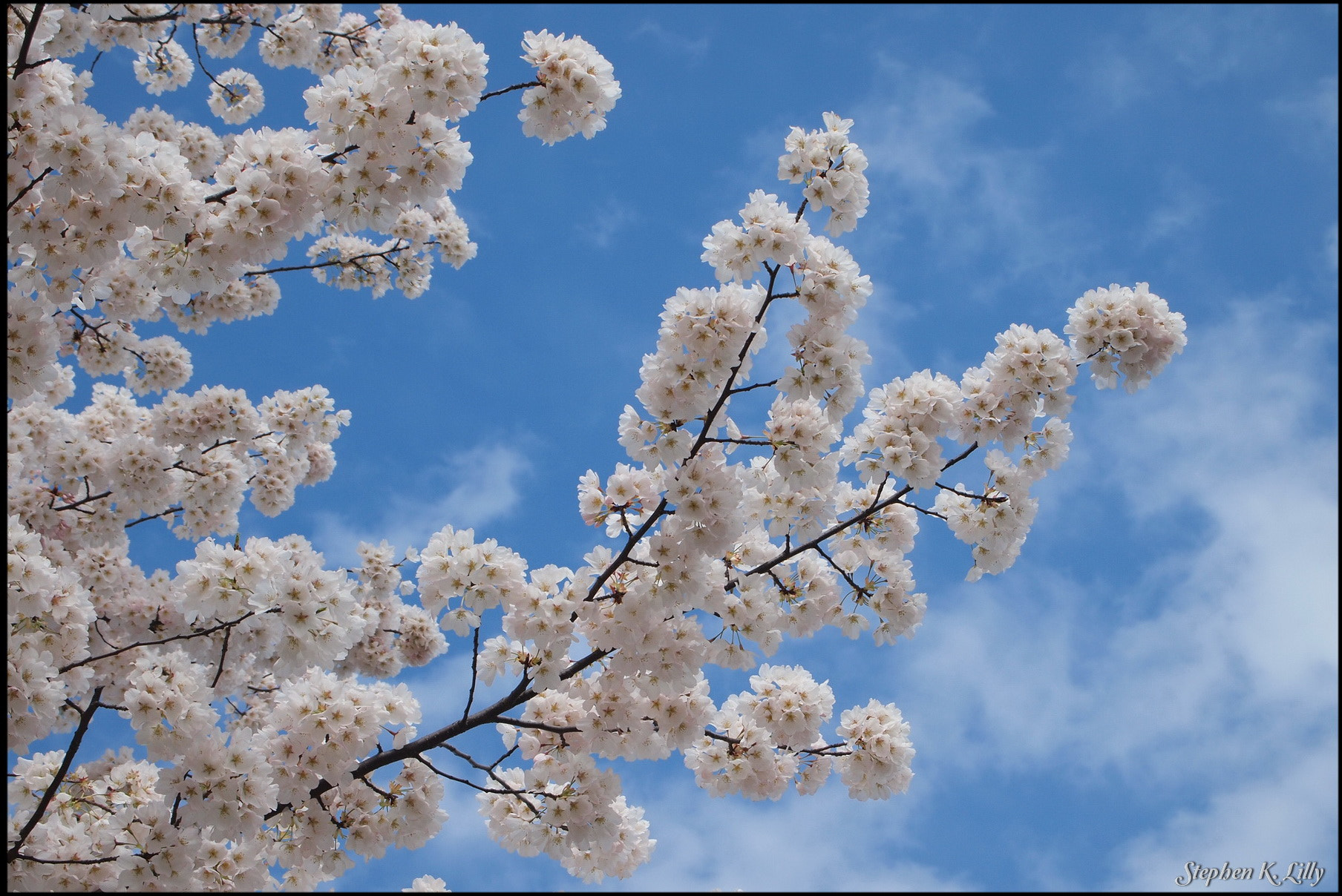 Olympus PEN E-P2 sample photo. Washington dc cherry blossoms photography