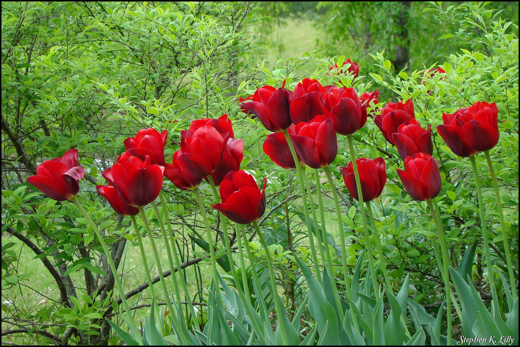 Sony DSC-H9 sample photo. Red tulips photography