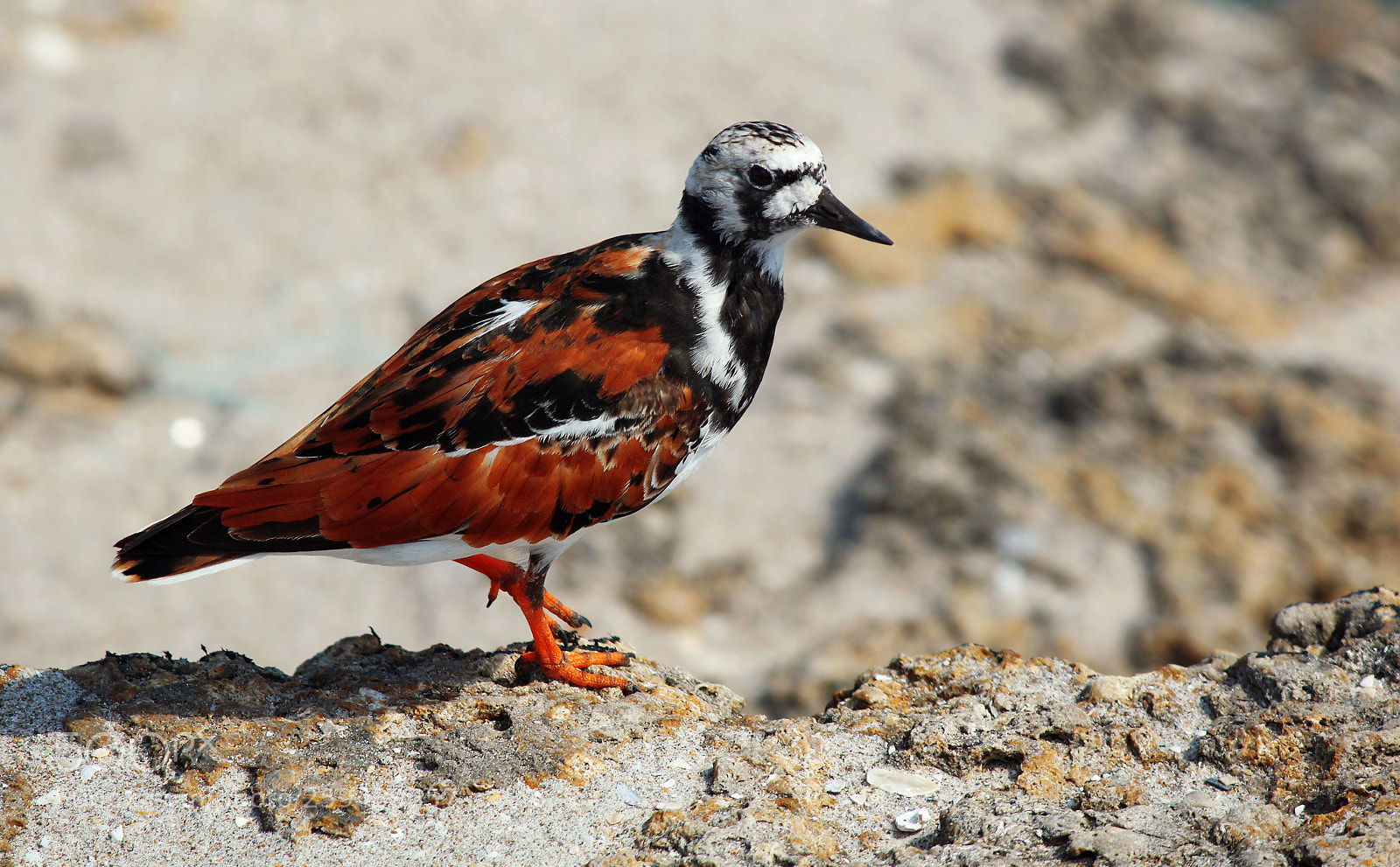 Canon EOS 600D (Rebel EOS T3i / EOS Kiss X5) sample photo. Sandpiper photography