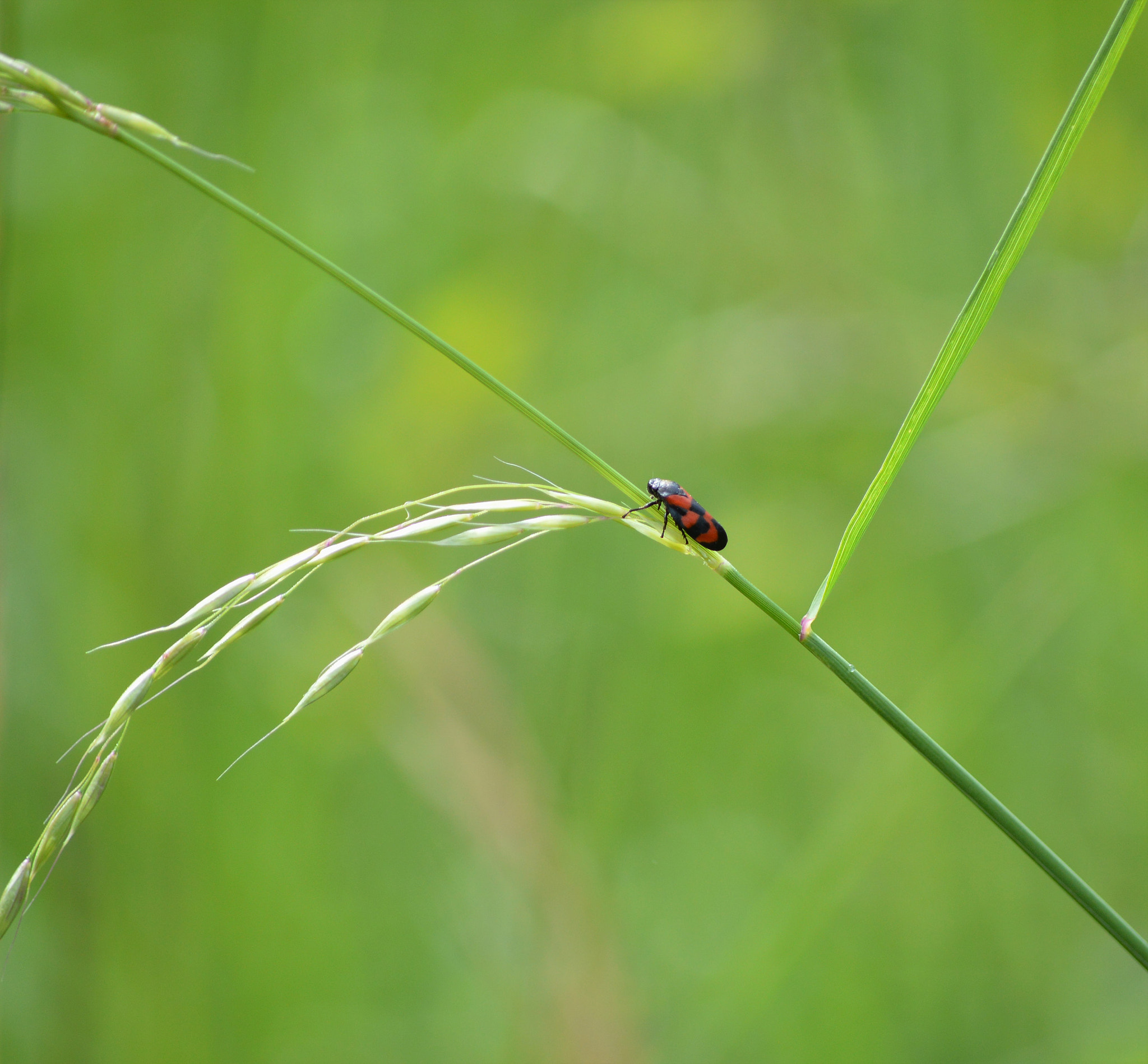 Nikon D3200 sample photo