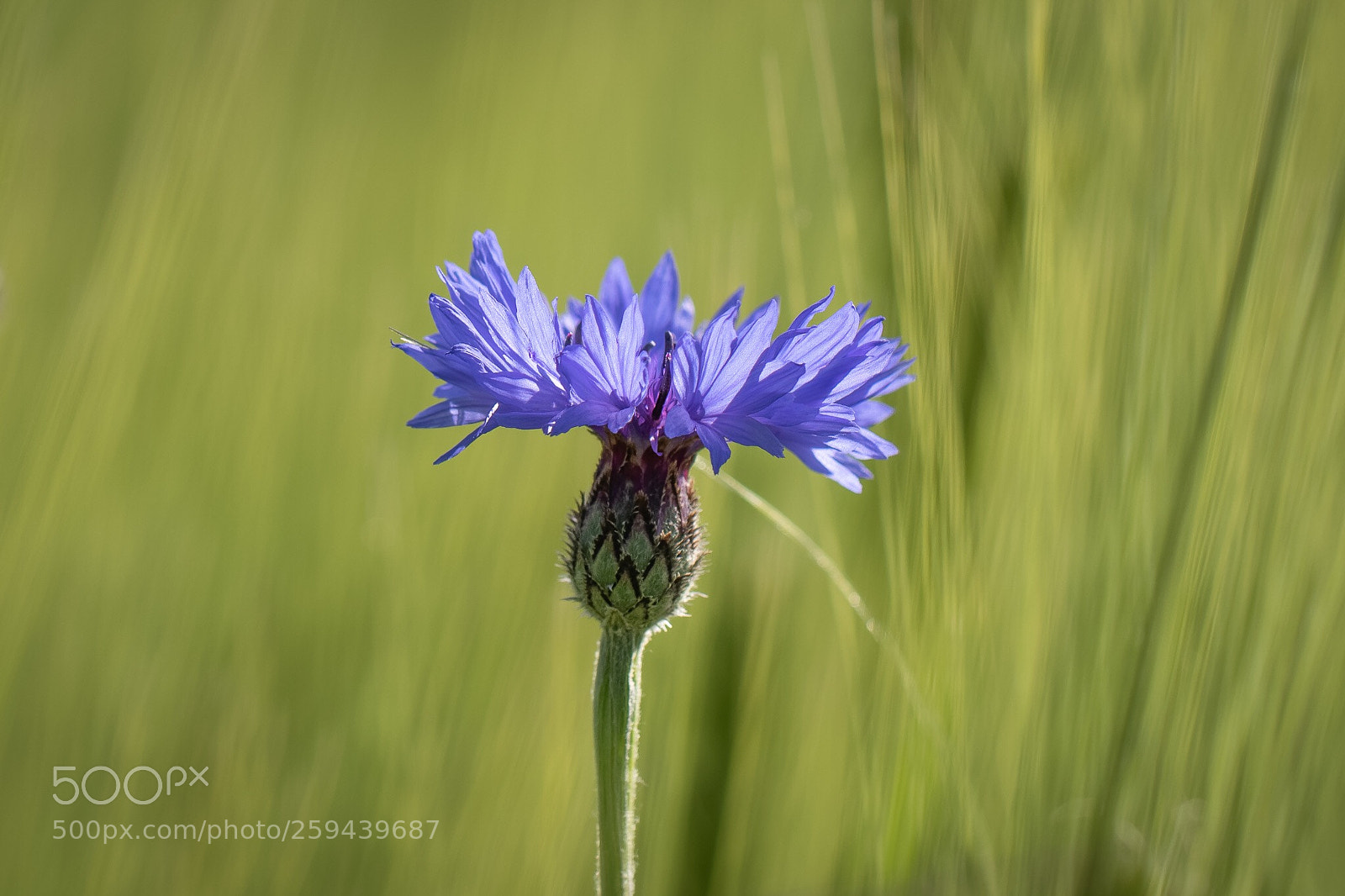 Canon EOS 7D Mark II sample photo. Cornflower photography