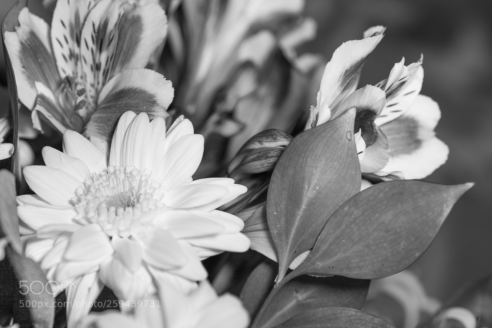 Canon EOS 5D Mark II sample photo. Img photography