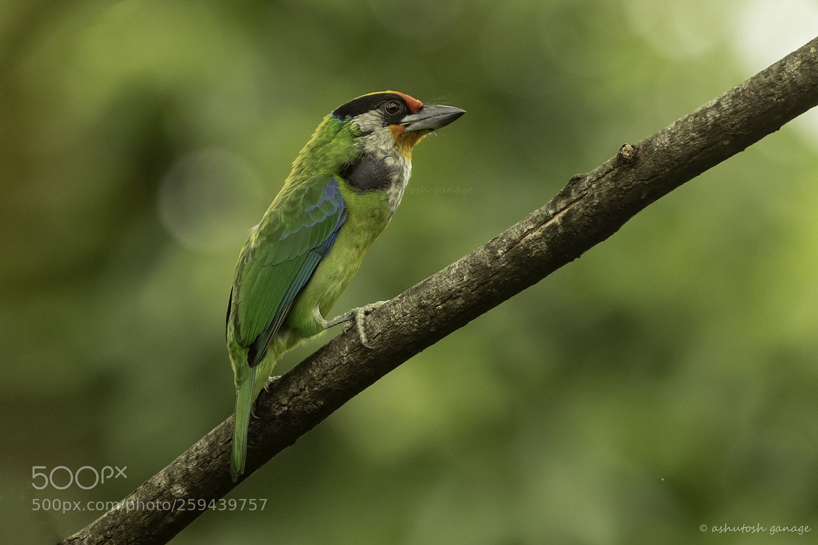 Canon EOS 7D Mark II sample photo. Golden-throated barbet photography