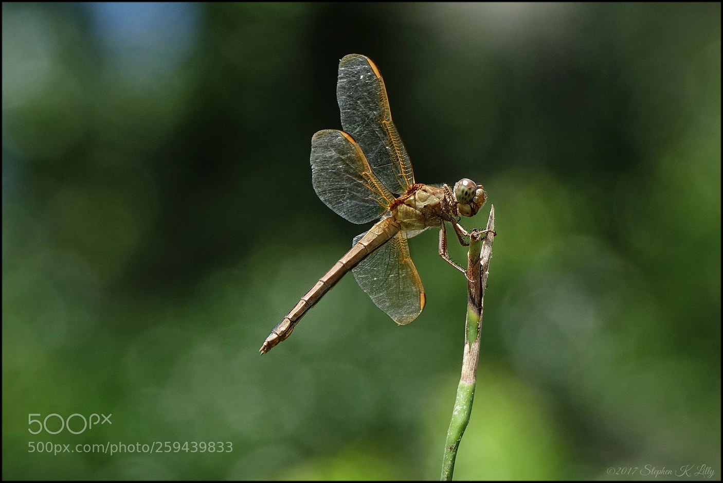 Sony Cyber-shot DSC-RX10 III sample photo. Dragonfly photography