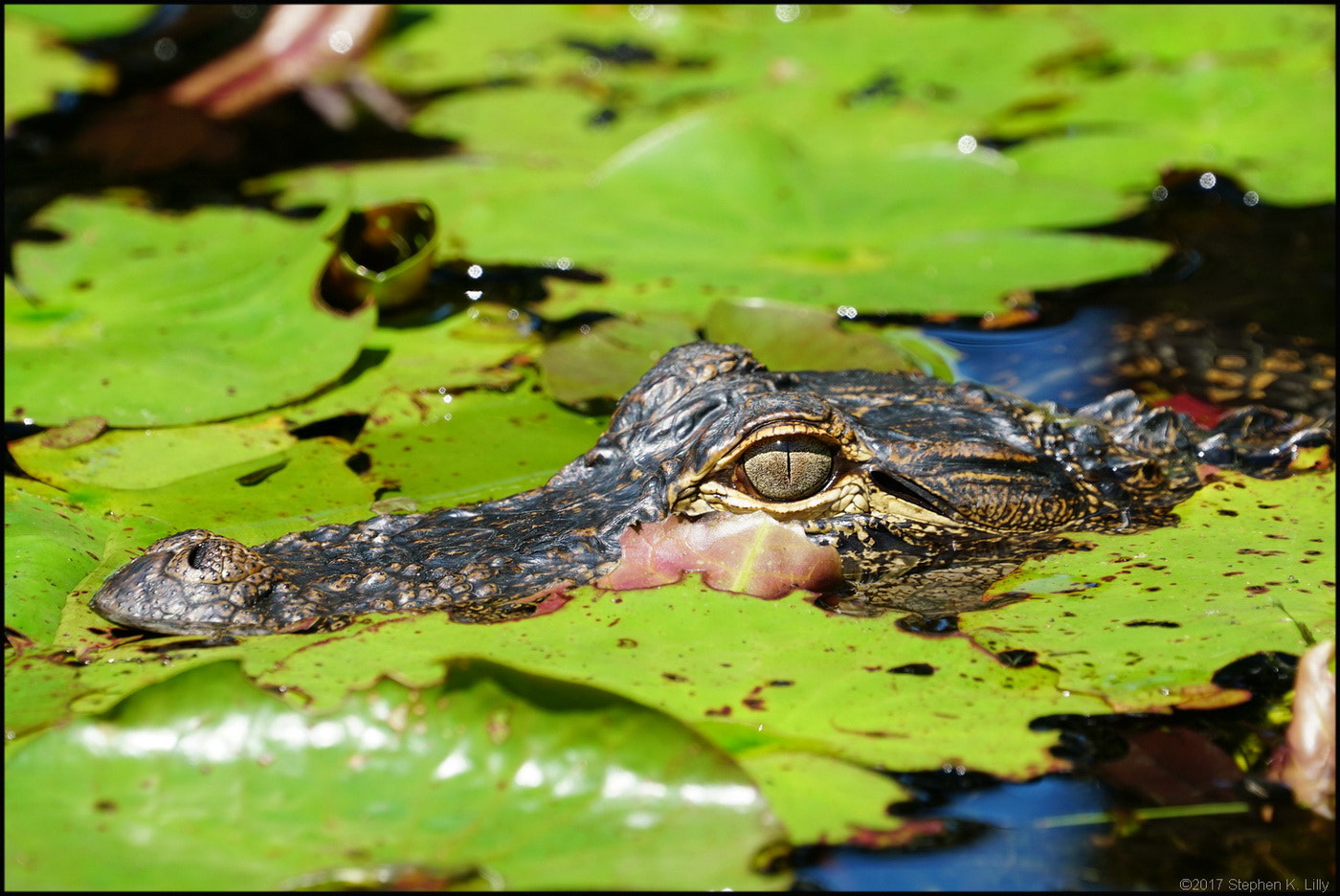 Sony FE 70-300mm F4.5-5.6 G OSS sample photo. Baby alligator photography