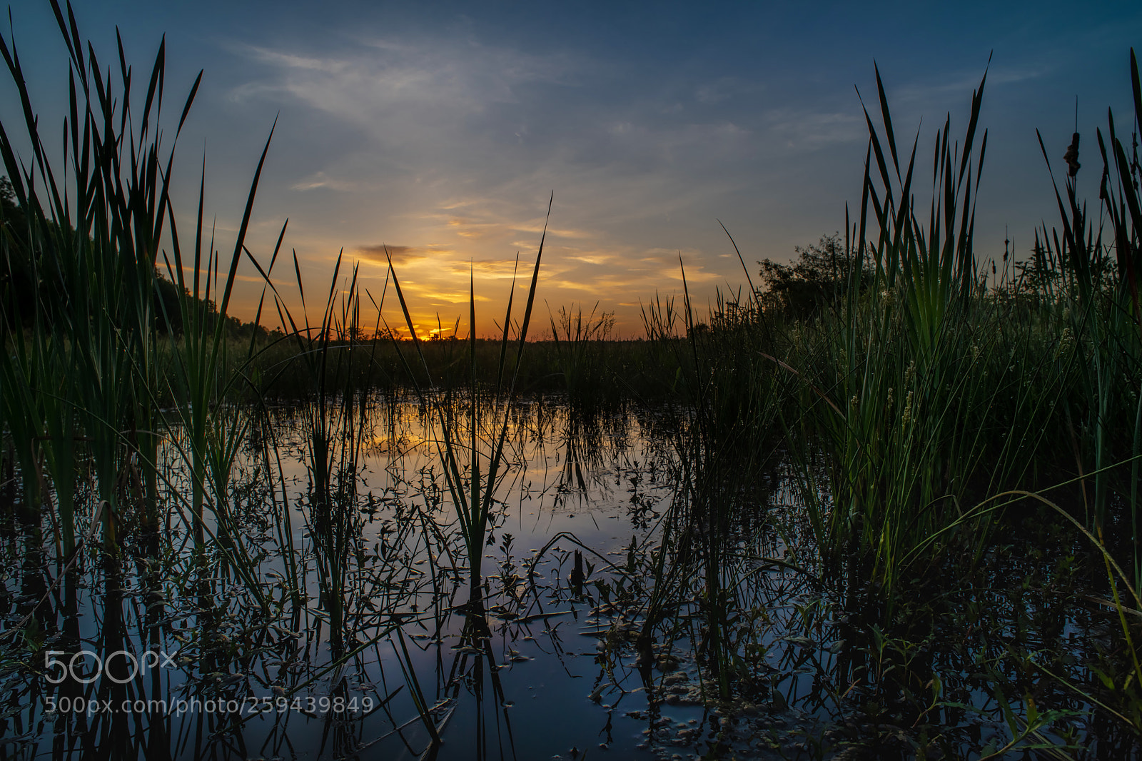 Nikon D850 sample photo. Sunsise and cattails photography