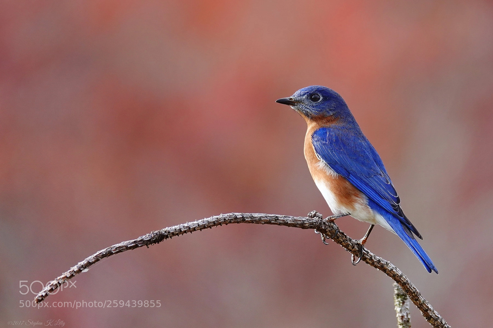 Sony Cyber-shot DSC-RX10 IV sample photo. Male eastern bluebird photography