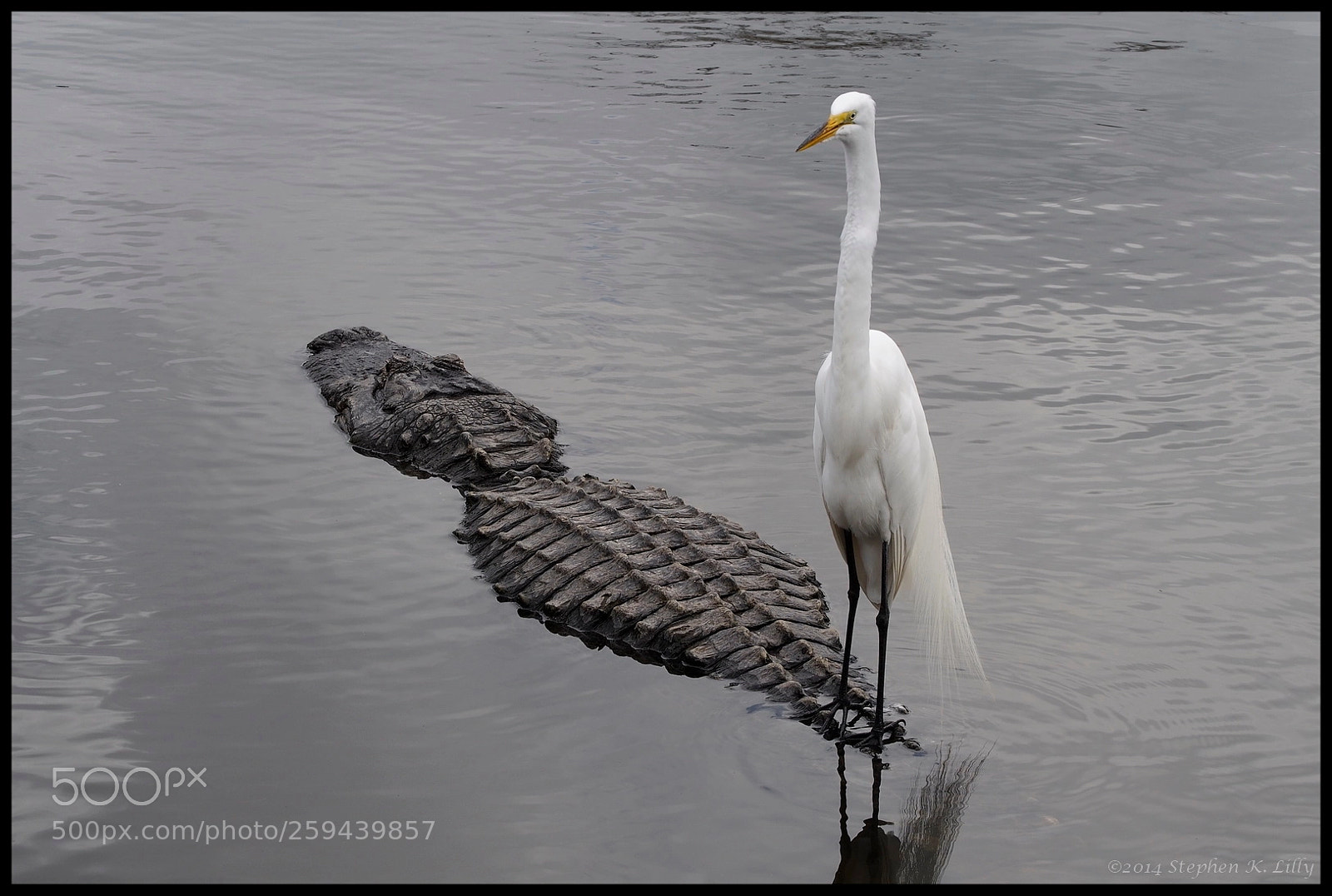 Olympus OM-D E-M5 sample photo. Egret standing on gator photography