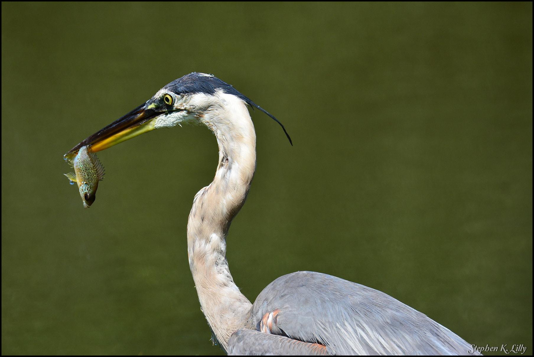 Nikon D7100 sample photo. Heron with a meal photography