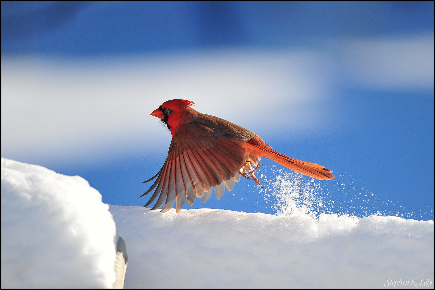 Nikon AF-S Nikkor 300mm F4D ED-IF sample photo. Male cardinal snow takeoff photography