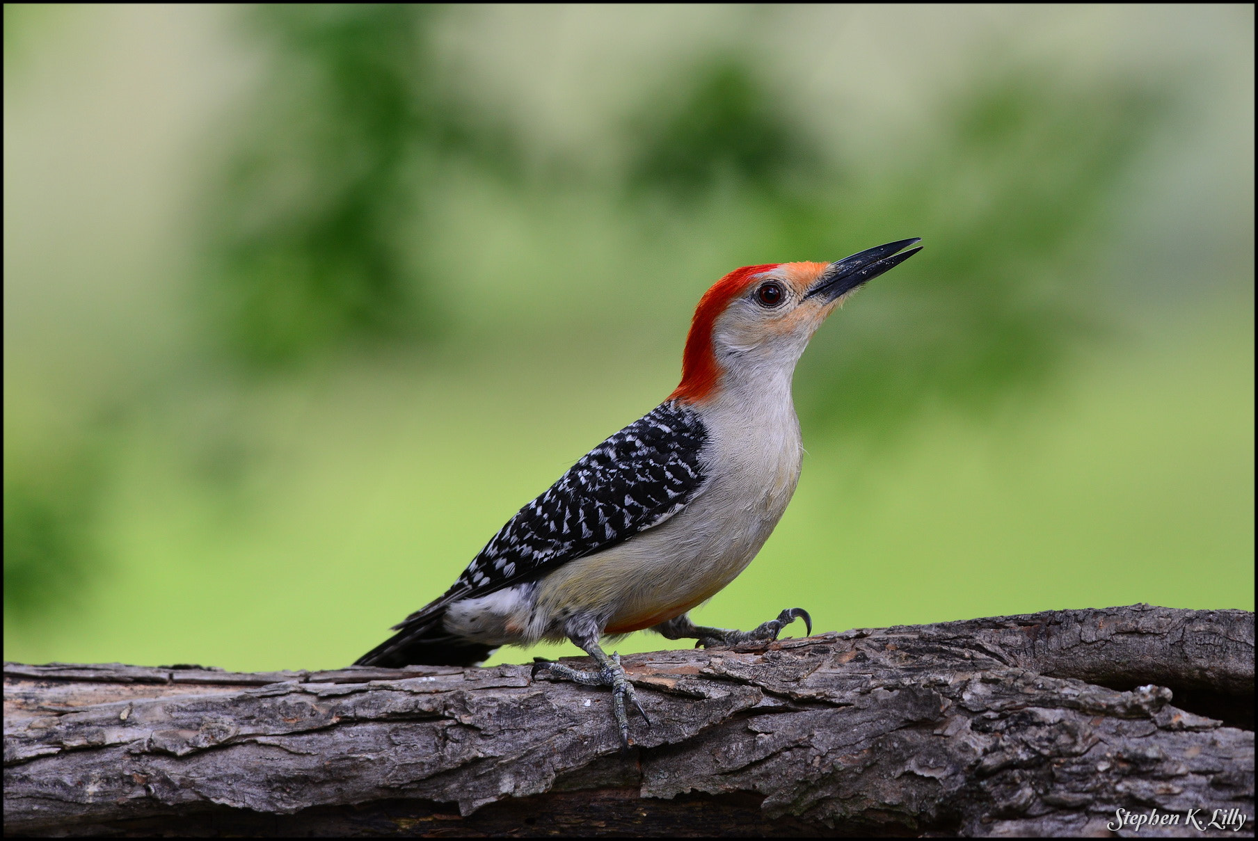 Nikon AF-S Nikkor 300mm F4D ED-IF sample photo. Red-headed woodpecker photography