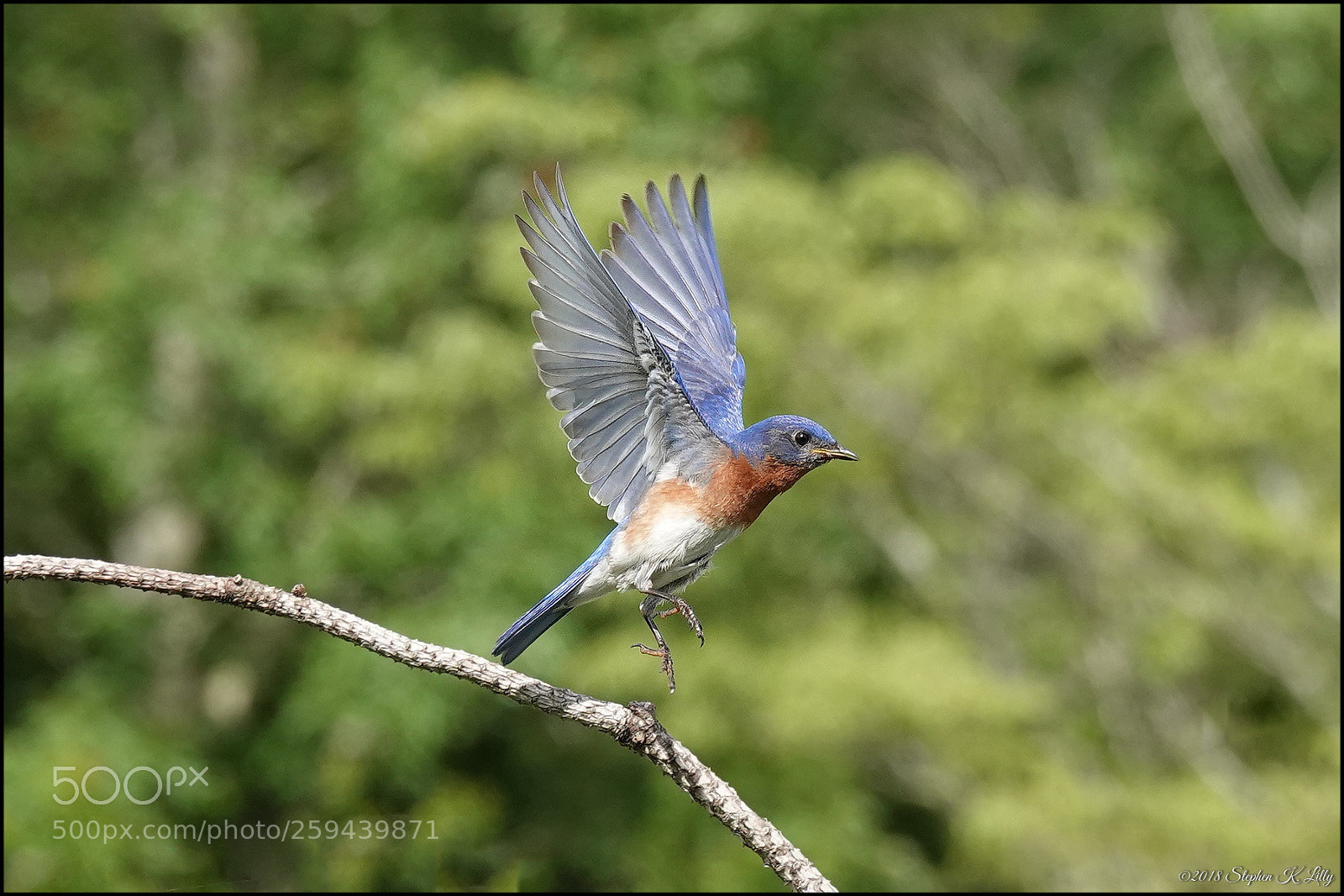 Sony Cyber-shot DSC-RX10 IV sample photo. Takeoff - male eastern photography