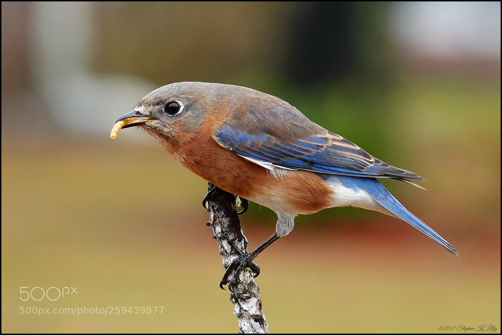 Sony Cyber-shot DSC-RX10 IV sample photo. Eastern bluebird photography