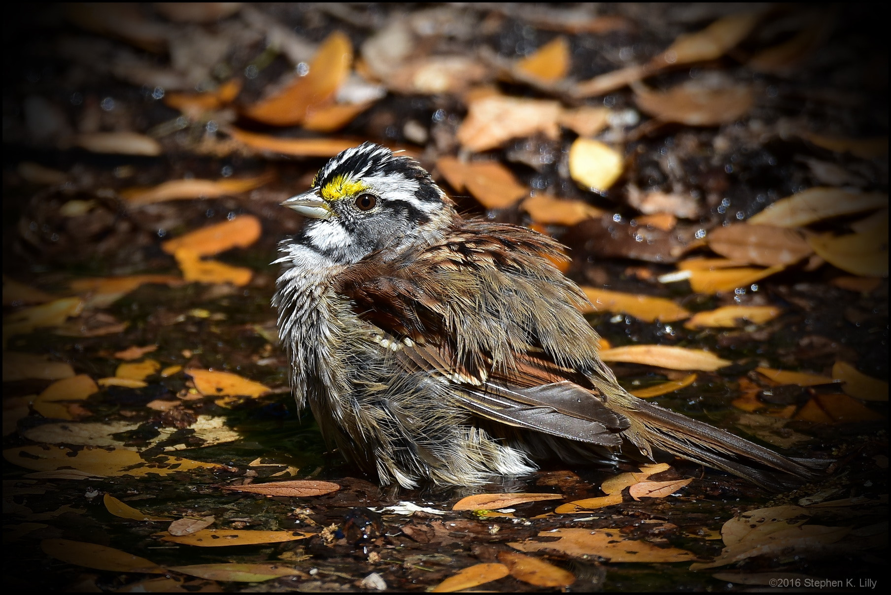 Nikon D7200 sample photo. Bad feather day photography