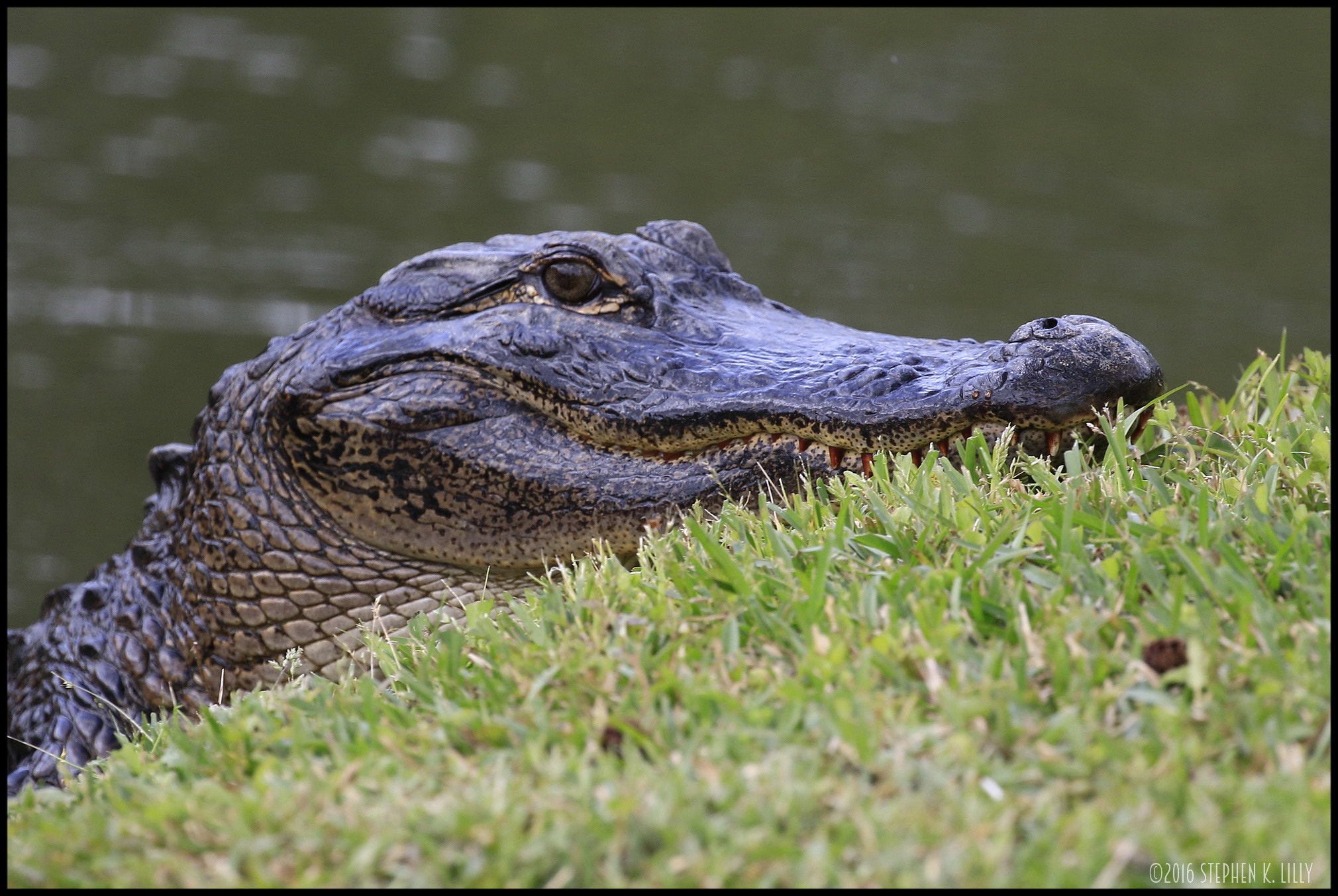 Canon EOS 7D Mark II sample photo. Gator photography