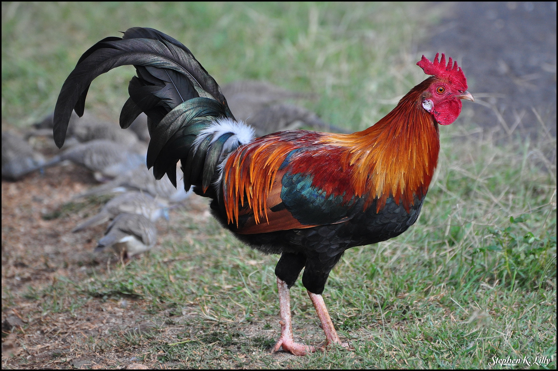 Nikon D5000 sample photo. Colorful chicken photography