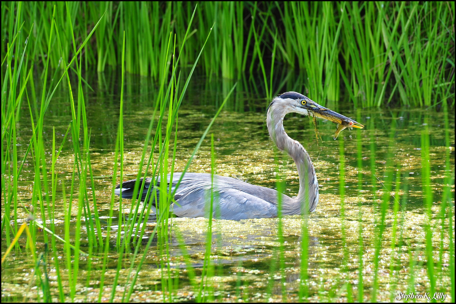 Nikon D700 sample photo. Heron on the hunt photography