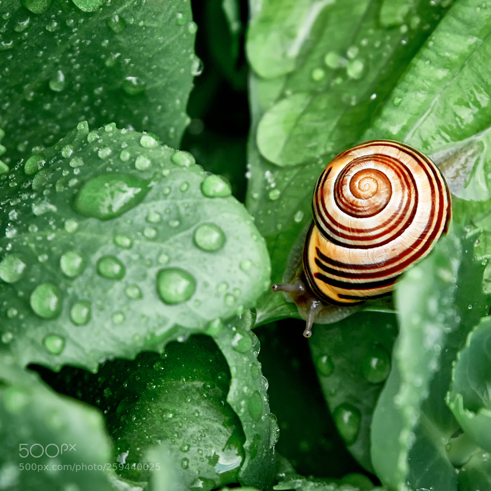 Canon EOS 7D Mark II sample photo. Dandelion in the drops photography