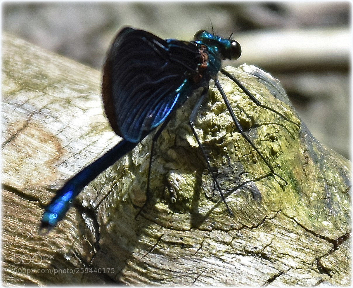 Nikon D7200 sample photo. "perspective" photography