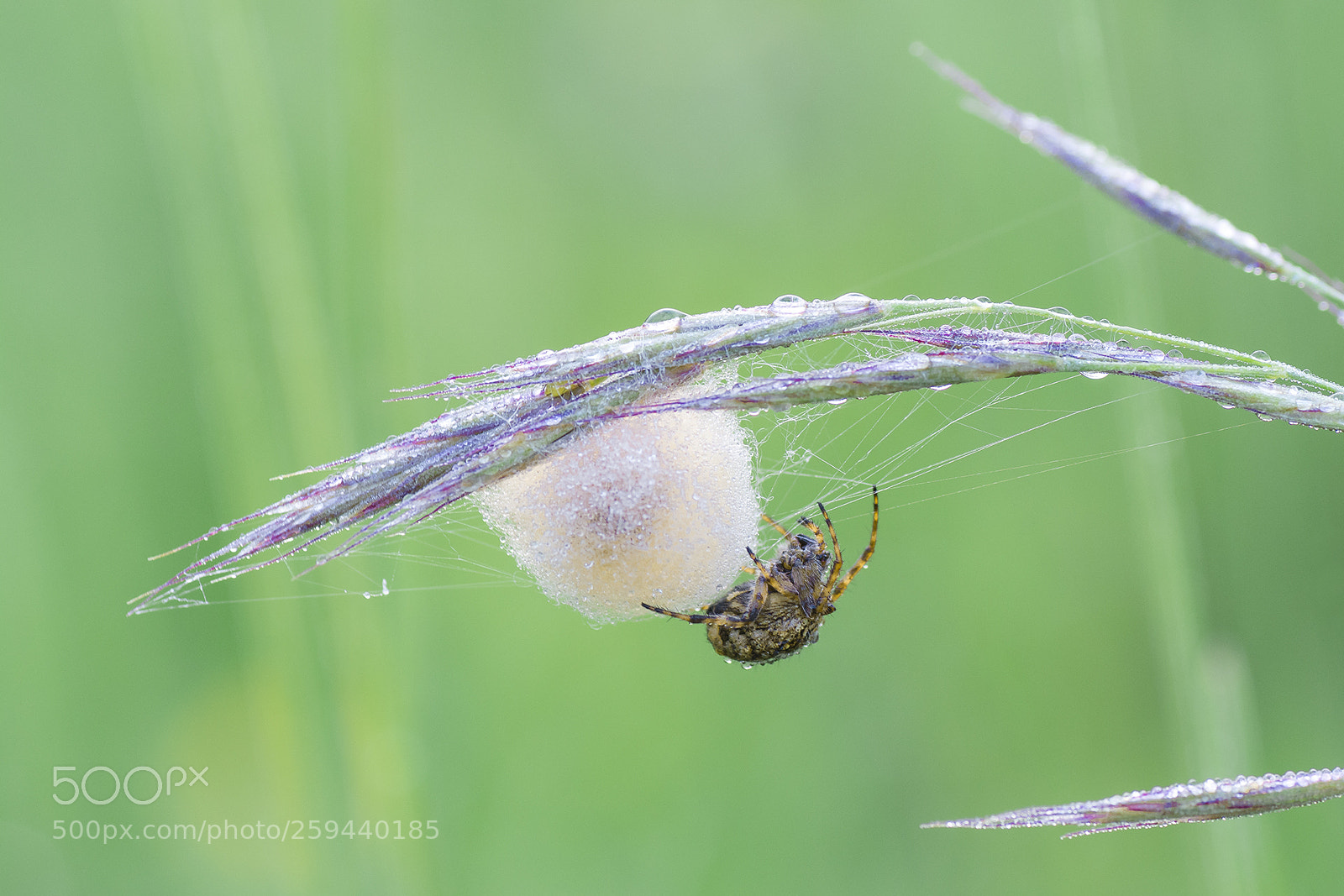 Nikon D7100 sample photo. Spider photography