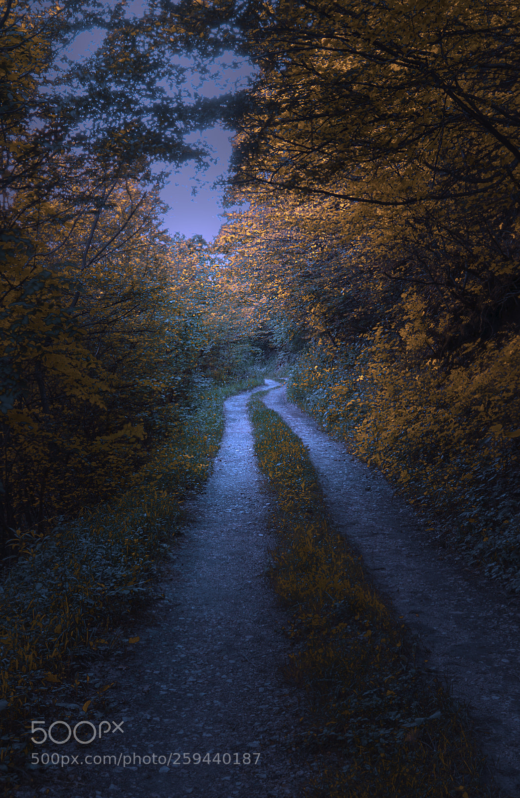 Nikon D610 sample photo. Country road photography