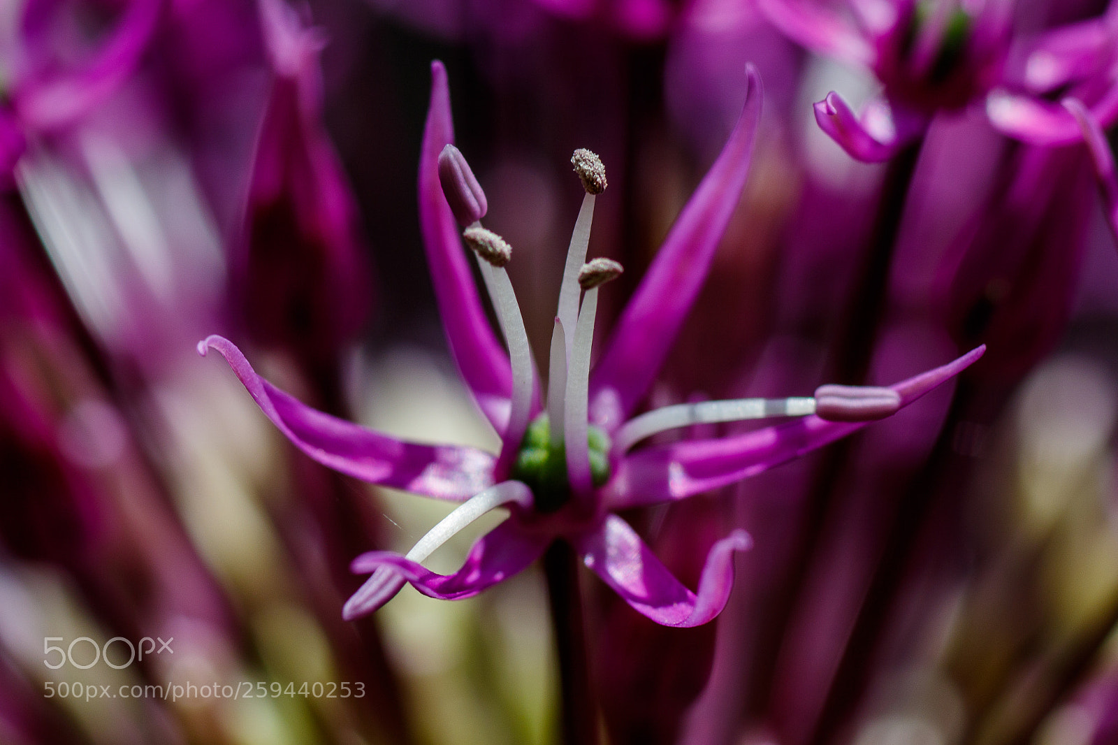 Canon EOS 7D Mark II sample photo. Allium close-up photography