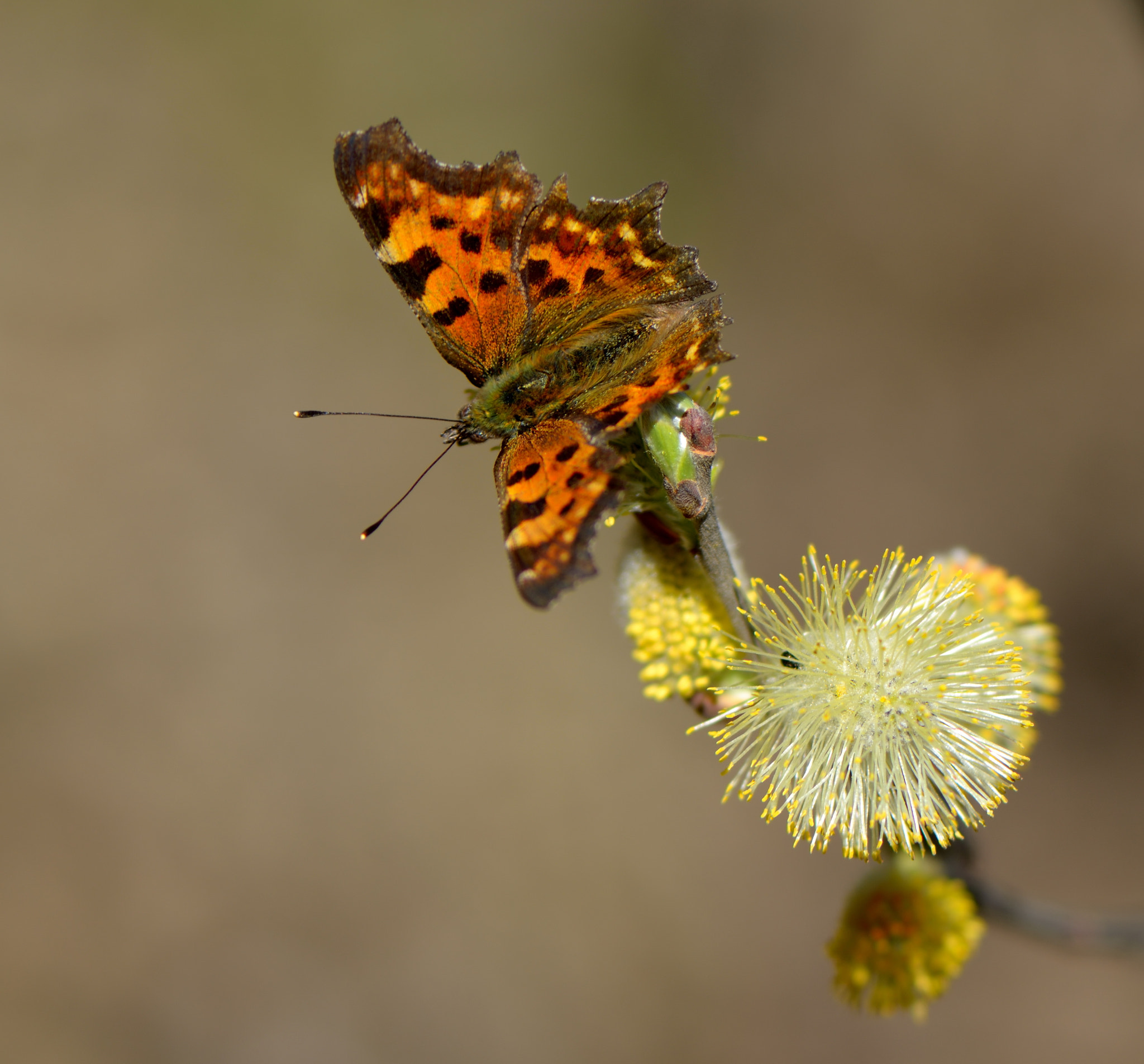 Nikon D800 + Nikon AF-S Micro-Nikkor 105mm F2.8G IF-ED VR sample photo. Polygonia c-album. photography