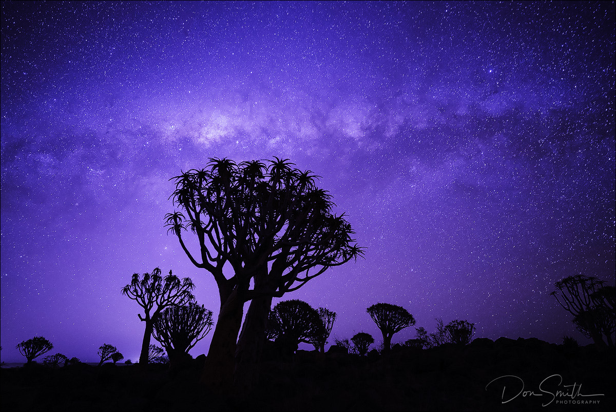 Sony a7S sample photo. Milky way over quiver trees photography