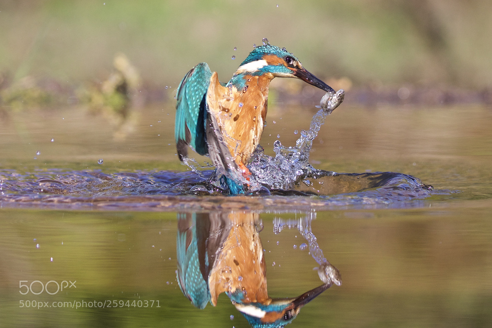 Canon EOS 5D Mark IV sample photo. Kingfisher photography