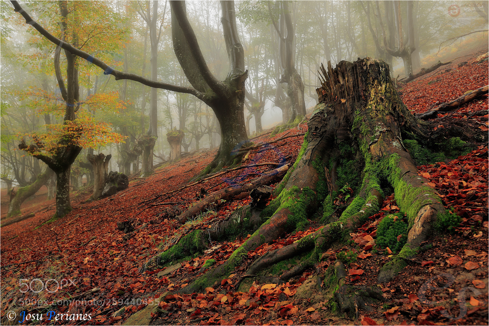 Canon EOS 5D Mark II sample photo. El bosque animado -the photography
