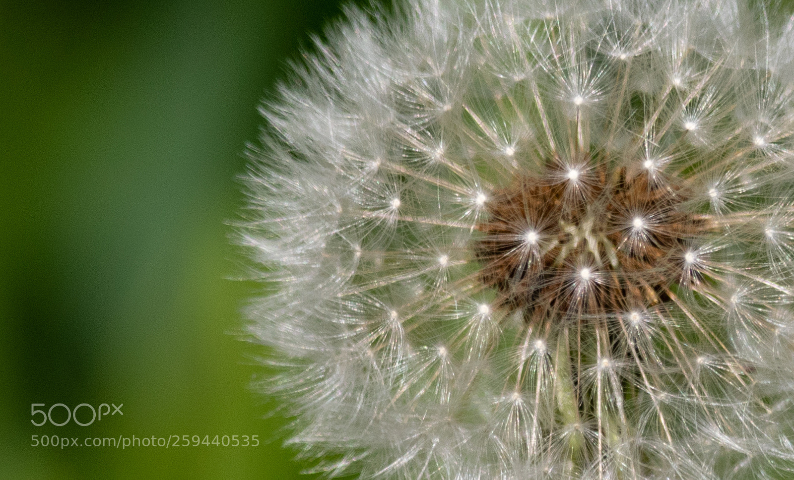 Canon EOS 7D Mark II sample photo. Dandilion fluff - ahhhhhcchhhooooo! photography