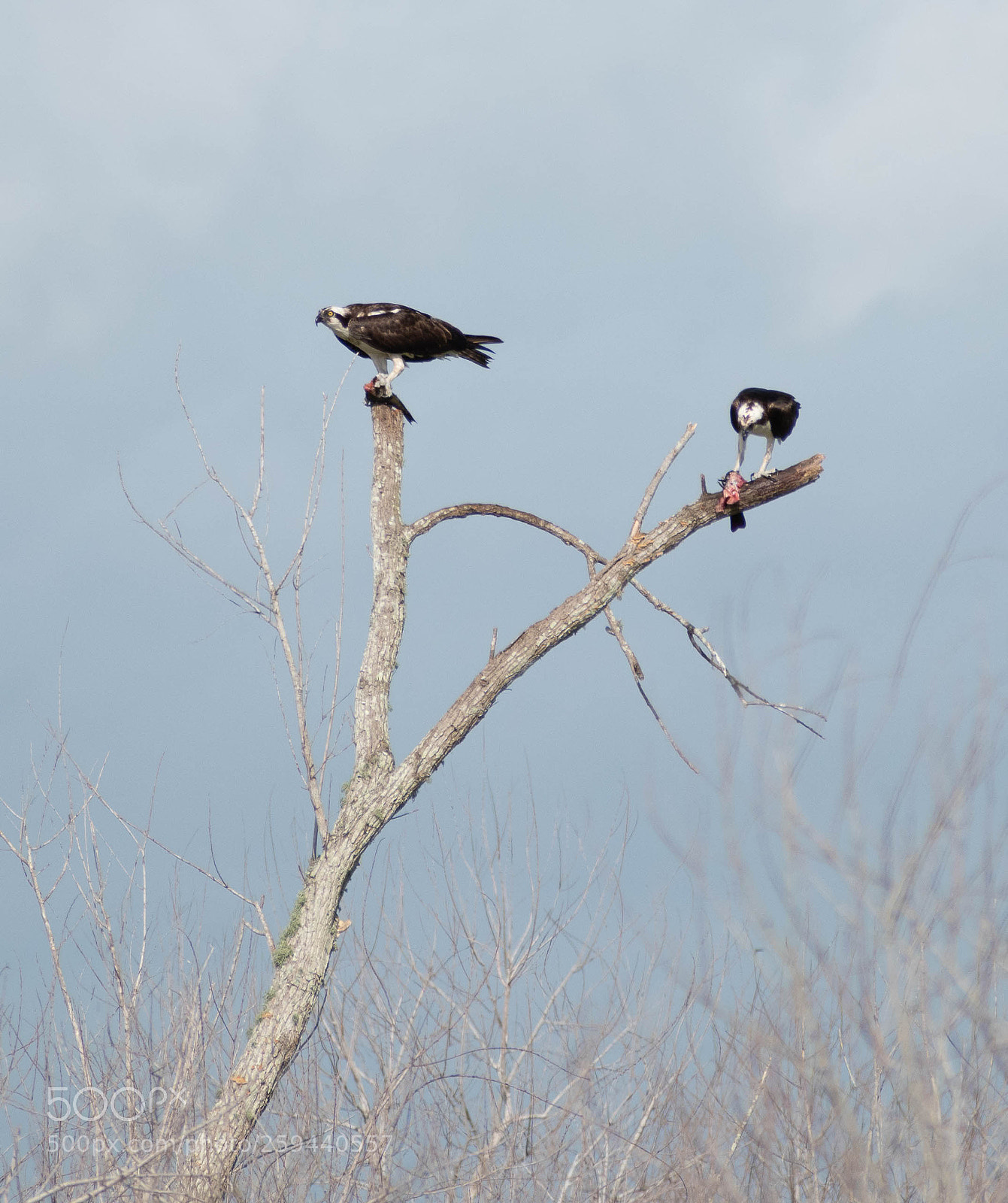 Nikon D5500 sample photo. Osprey pair with fish photography