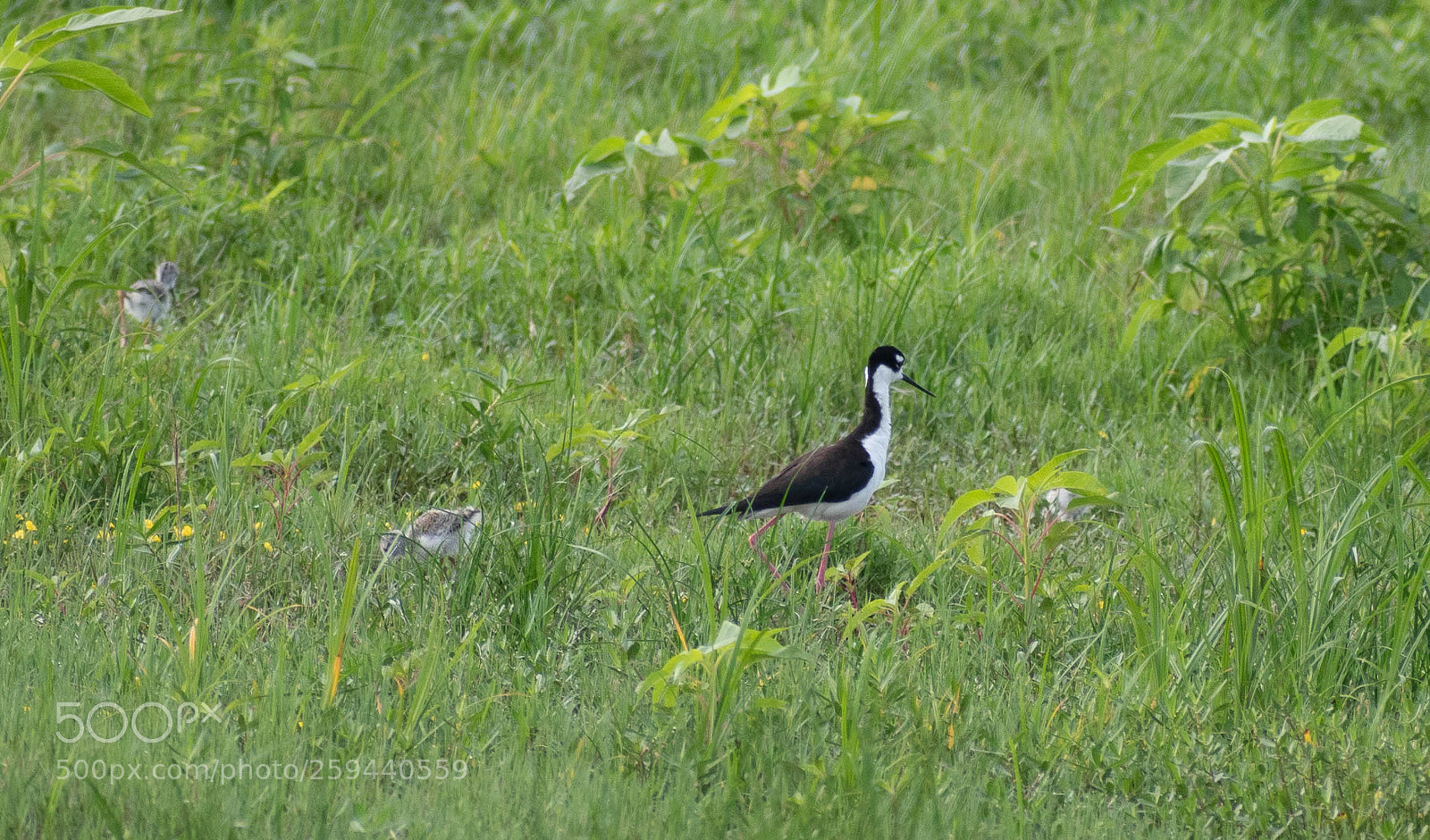 Nikon D5500 sample photo. Black neck stilt male photography