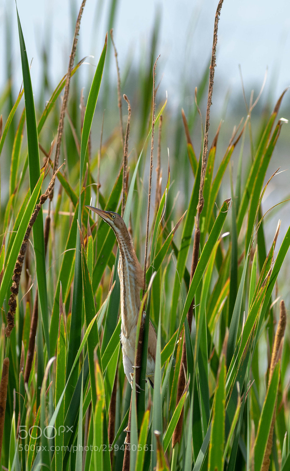 Nikon D5500 sample photo. Least bittern photography