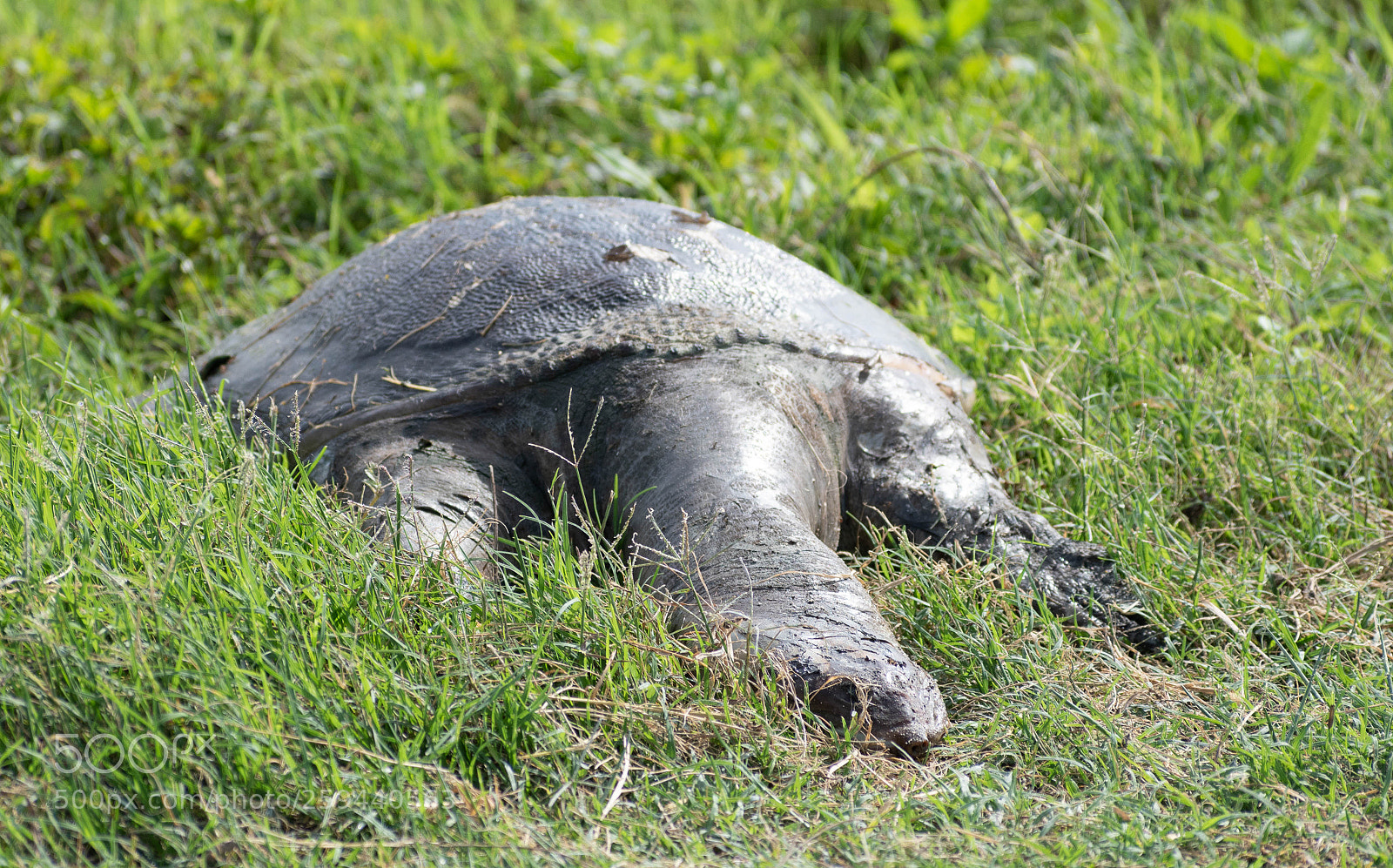 Nikon D5500 sample photo. Soft shell turtle photography