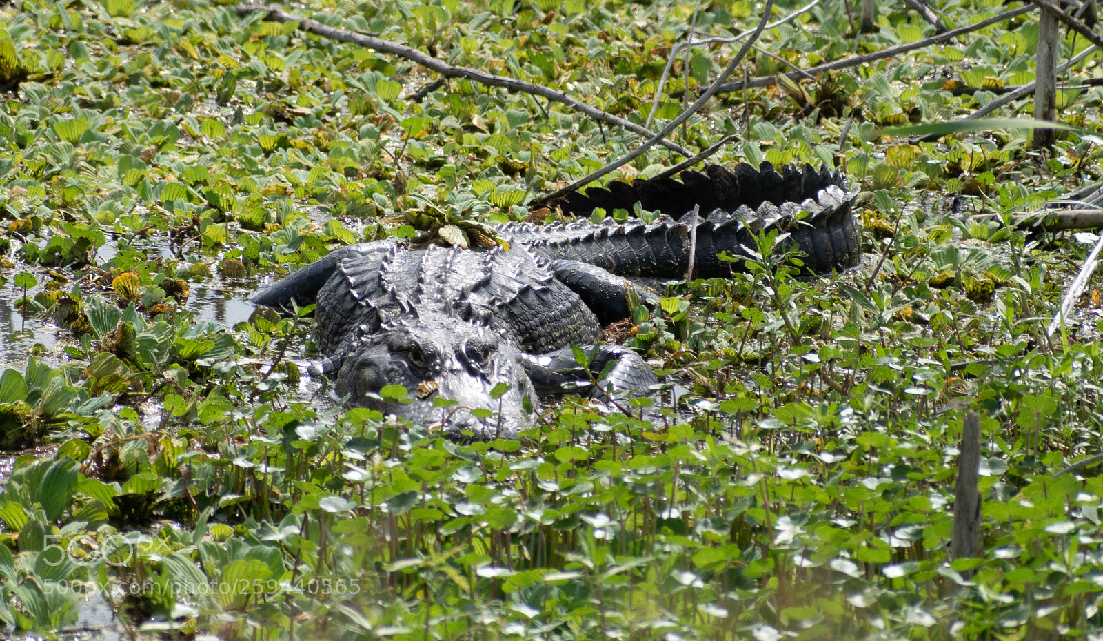 Nikon D5500 sample photo. Alligator photography