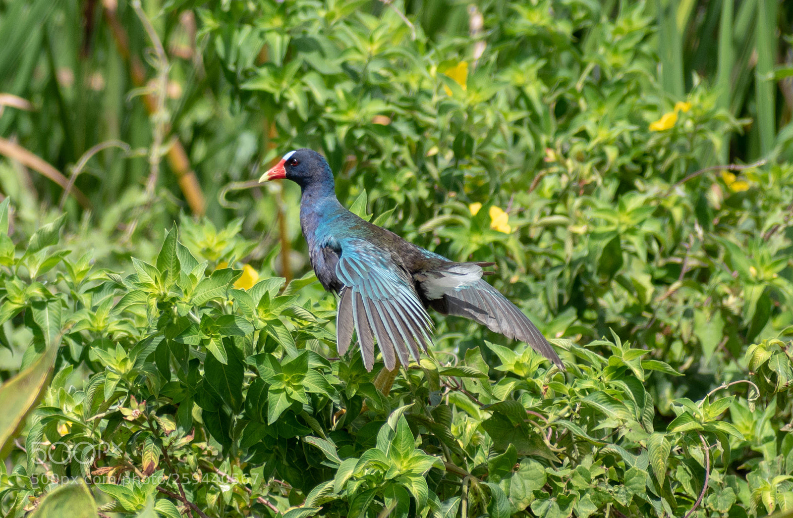 Nikon D5500 sample photo. Purple gallinule photography