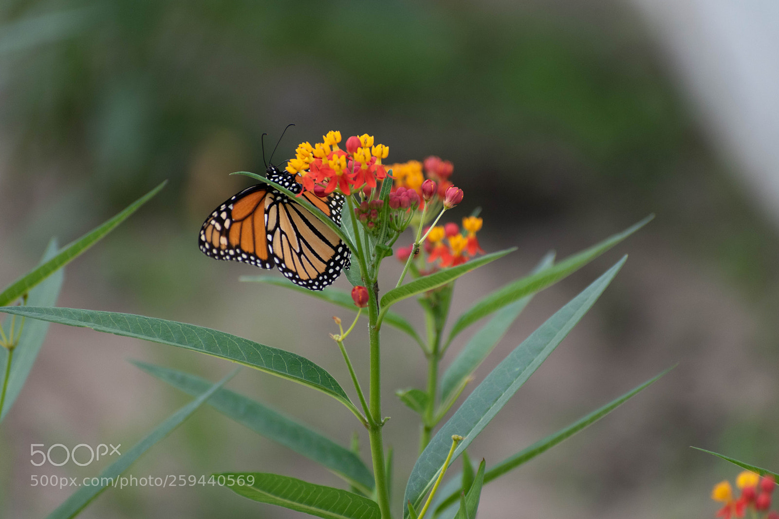 Nikon D5500 sample photo. Monarch laying eggs photography